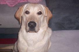 虎子的照片,镜头下的自然王者