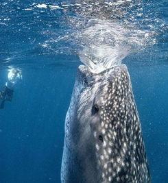 鲸鲨资料,鲸鲨的神秘世界